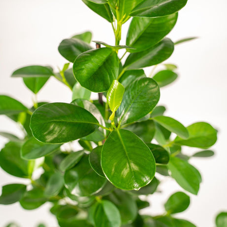 Livraison plante Ficus - Le Moclame