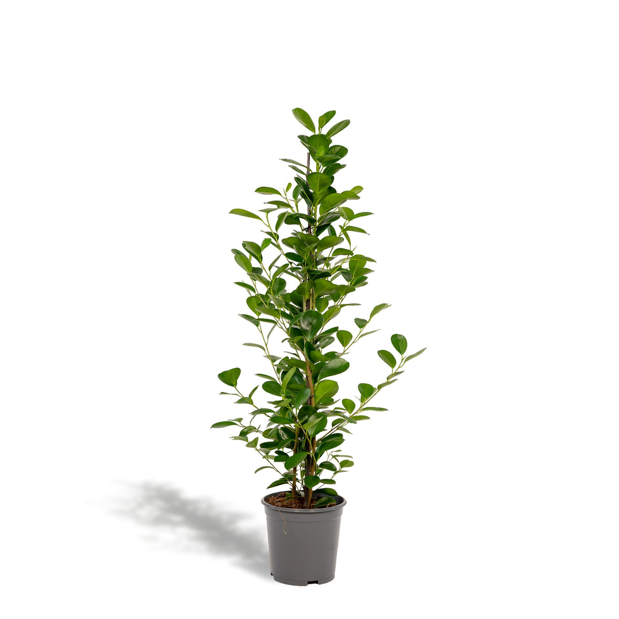 Livraison plante Ficus - Le Moclame
