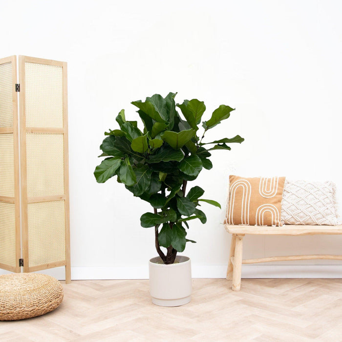 Ficus lyrata en Baq Vertical Rib main image 1