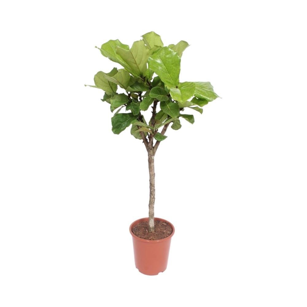 Livraison plante Ficus Lyrata