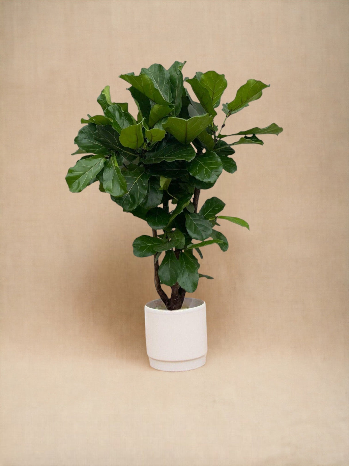 Livraison plante Ficus Lyrata