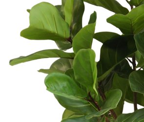 Livraison plante Ficus Lyrata - Arbre artificiel