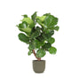 Livraison plante Ficus Lyrata et son pot