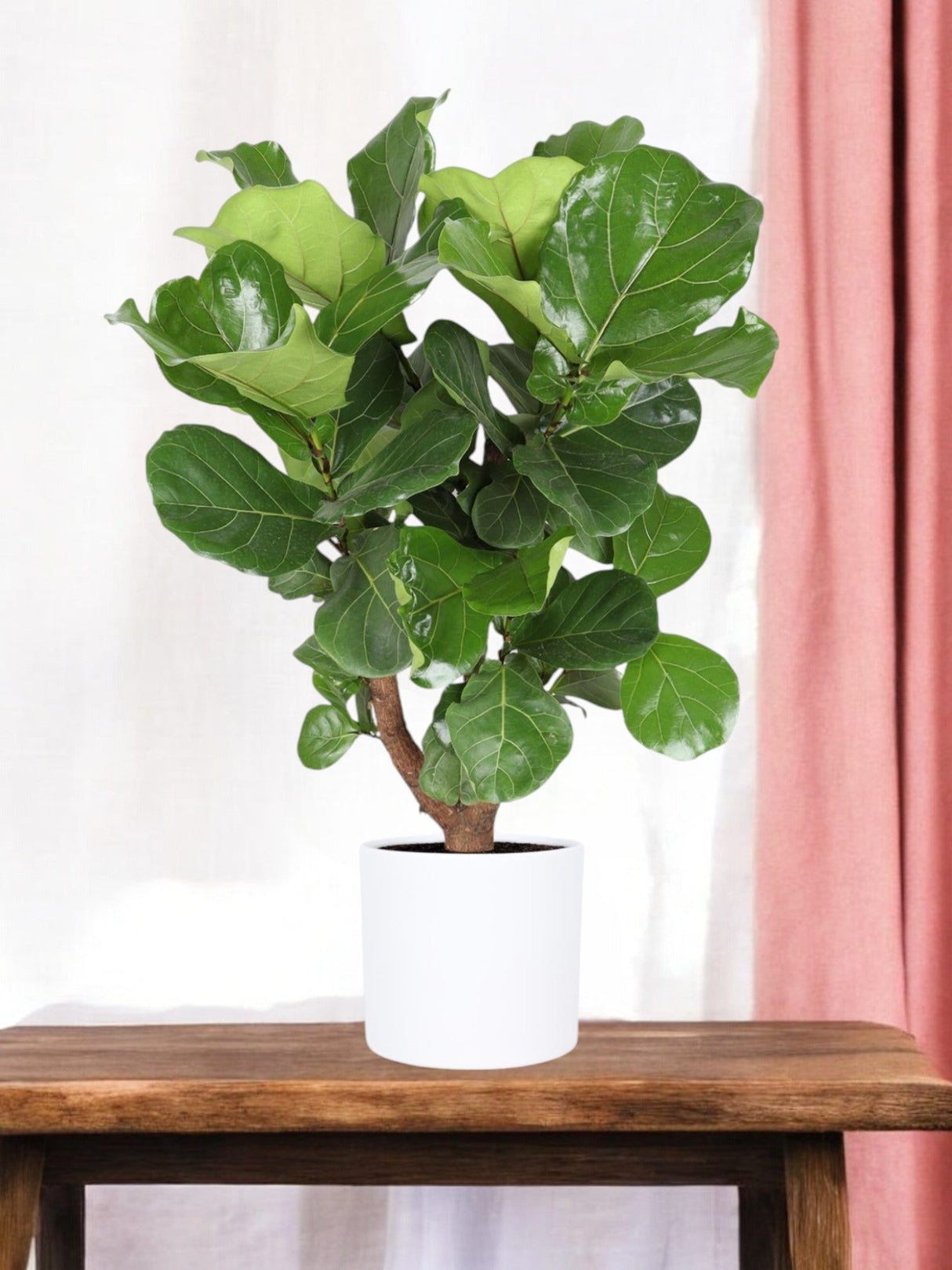 Livraison plante Ficus Lyrata et son pot