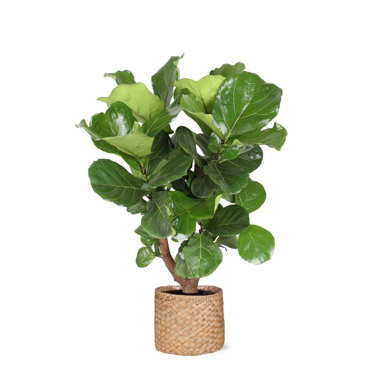 Livraison plante Ficus Lyrata et son pot