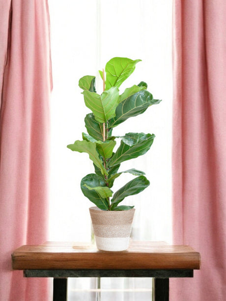 Livraison plante Ficus Lyrata et son pot