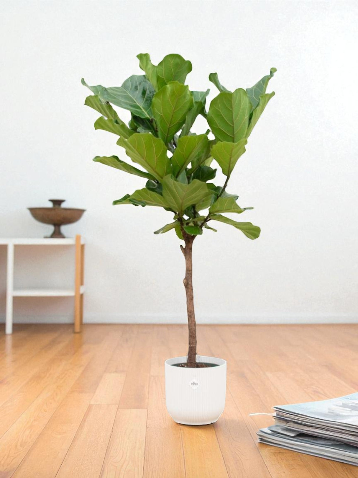 Ficus Lyrata et son pot