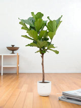Ficus Lyrata et son pot