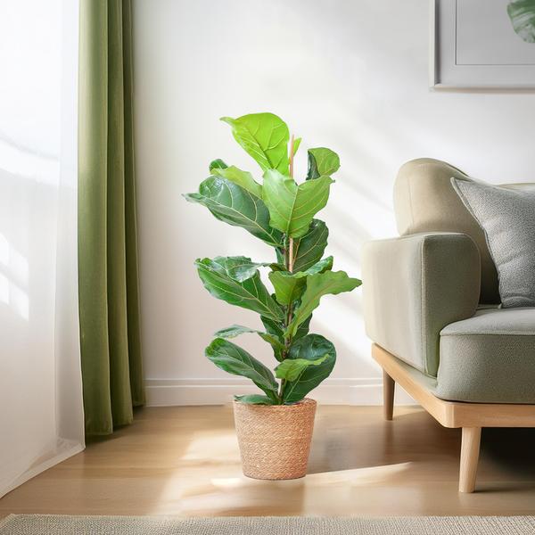 Livraison plante Ficus Lyrata et son pot