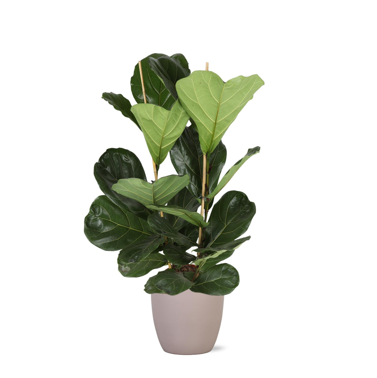 Livraison plante Ficus Lyrata et son pot