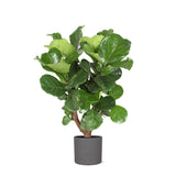 Livraison plante Ficus Lyrata et son pot