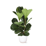 Livraison plante Ficus Lyrata et son pot