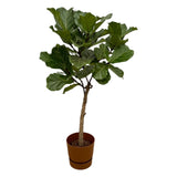 Livraison plante Ficus Lyrata et son pot