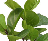 Livraison plante Ficus lyrata - grande plante artificielle
