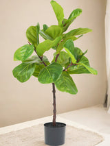 Livraison plante Ficus lyrata - grande plante artificielle