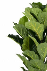 Livraison plante Ficus Lyrata - grande plante artificielle