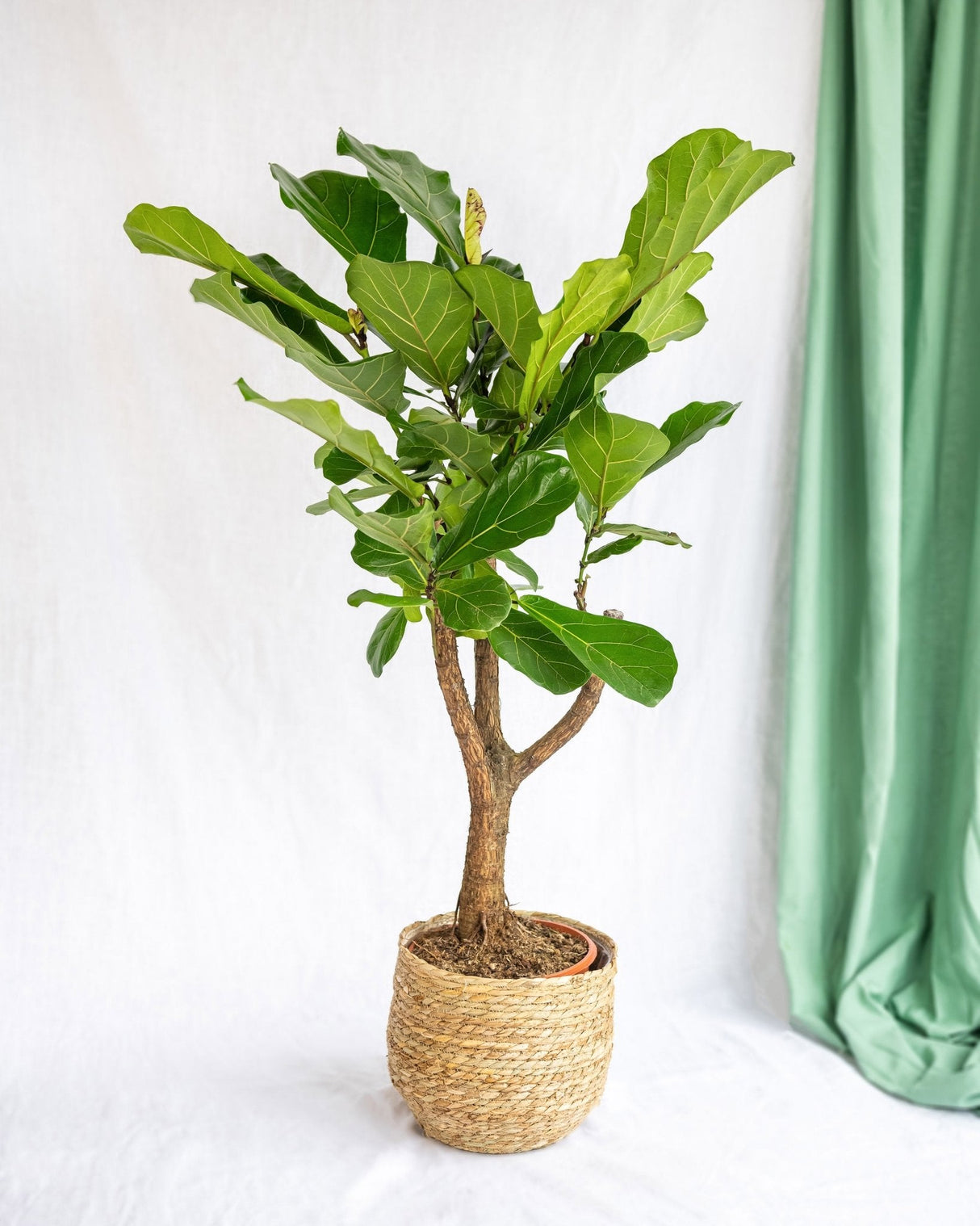 Ficus Lyrata XL h100cm
