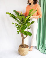 Ficus Lyrata XL h100cm