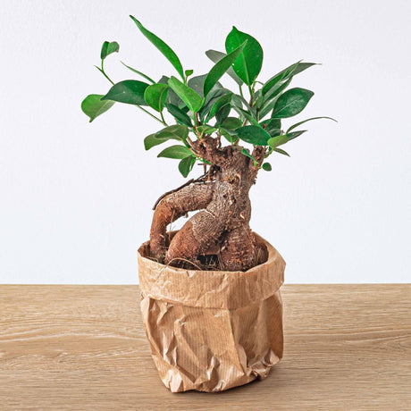 Livraison plante Ficus microcarpa ginseng