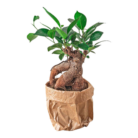 Livraison plante Ficus microcarpa ginseng