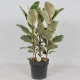 Livraison plante Ficus Tineke - h85cm, Ø27cm - grande plante d'intérieur