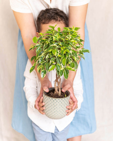 <tc>Braided ficus tree</tc>