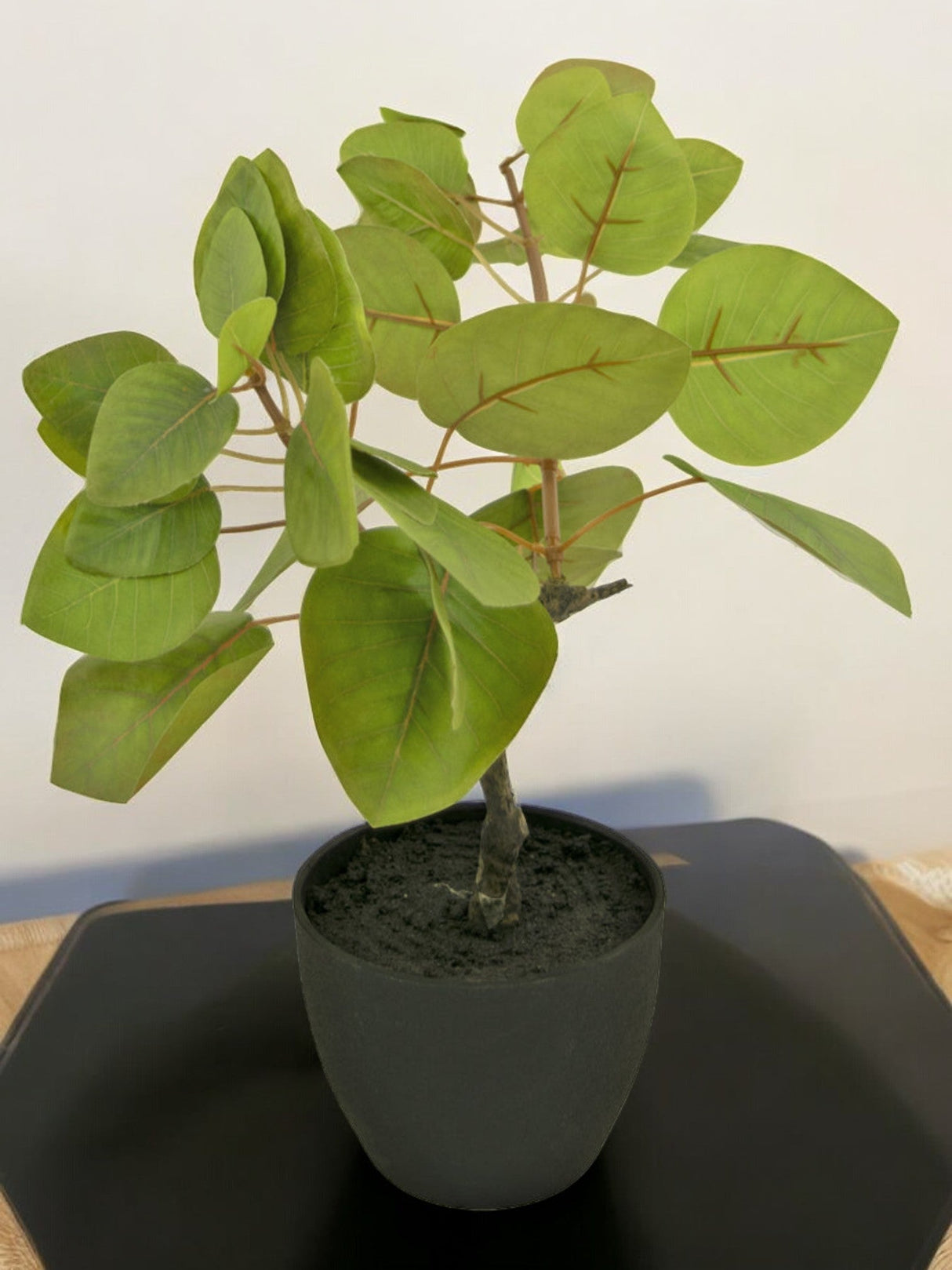 Livraison plante Ficus Tropica - Plante verte artificielle