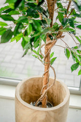 Livraison plante Ficus Vert - Arbre artificiel