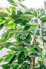 Livraison plante Ficus Vert - Arbre artificiel