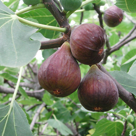 Livraison plante Figuier Bio