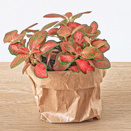 Livraison plante Fittonia rouge