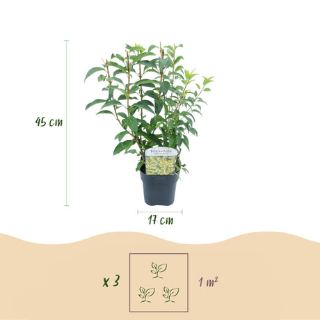 Livraison plante Forsythia intermedia Goldrausch – Pot 17 cm – Hauteur 45 cm