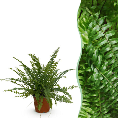 Livraison plante Fougère de Boston