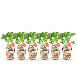 Livraison plante Fraise Fragaria Elvira – Lot de 6 – Pot 9 cm
