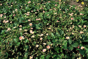 Livraison plante Fraisier des bois (Fragaria vesca)