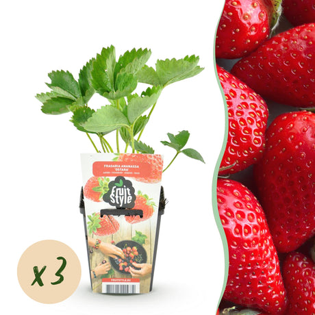 Livraison plante Fraisier Elsanta – Lot de 3 – Pot 9 cm