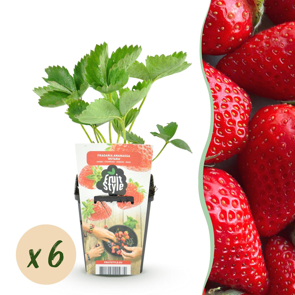 Livraison plante Fraisier Fragaria Elsanta – Lot de 6 – Pot 9 cm