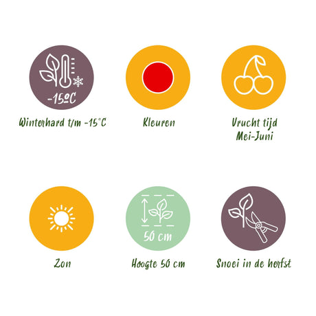 Livraison plante Fraisier Fragaria Elvira – Lot de 3 – Pot 9 cm