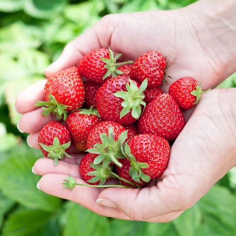 Livraison plante Fraisier Fragaria Elvira – Lot de 3 – Pot 9 cm