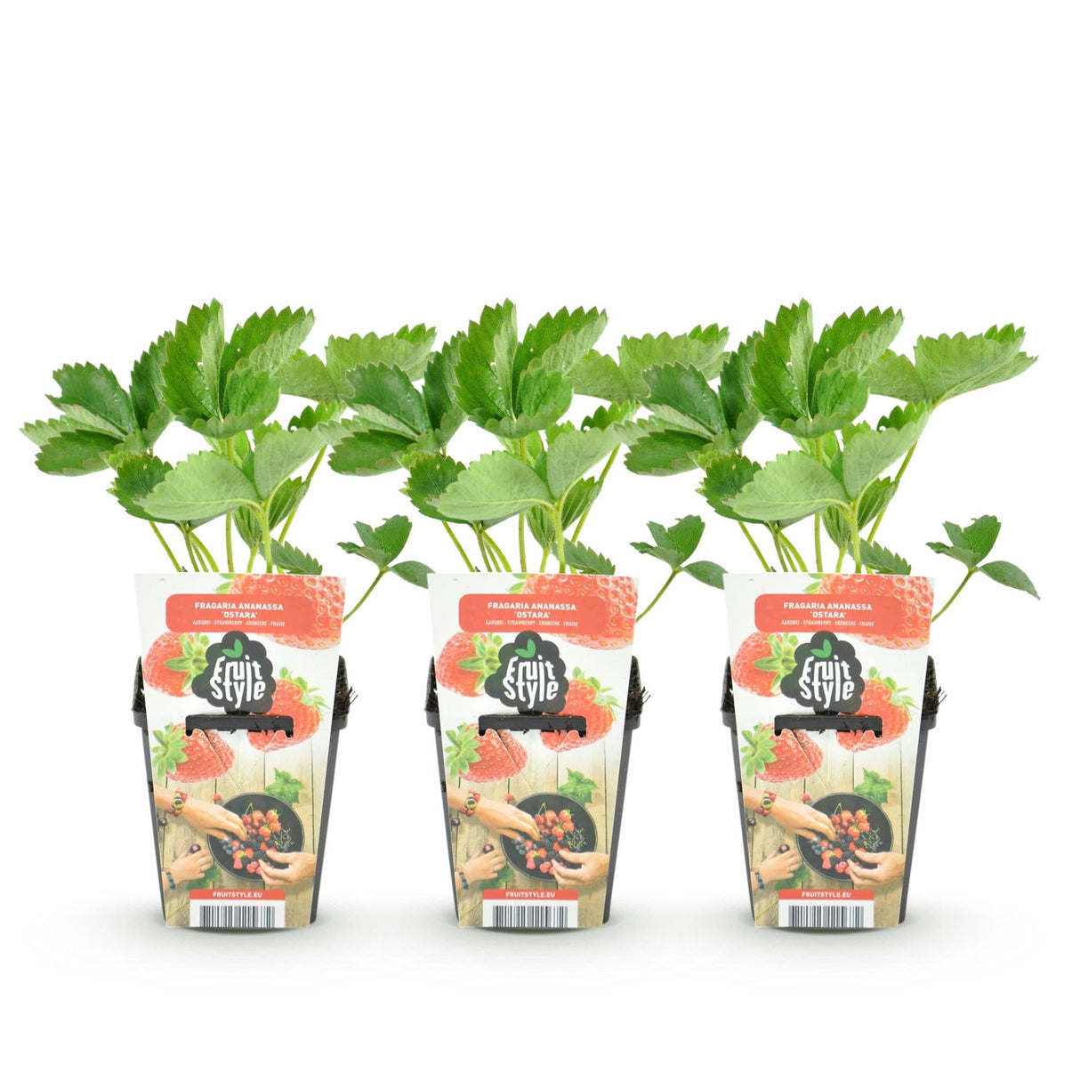 Livraison plante Fraisier Fragaria Maxim – Lot de 3 – Pot 9 cm