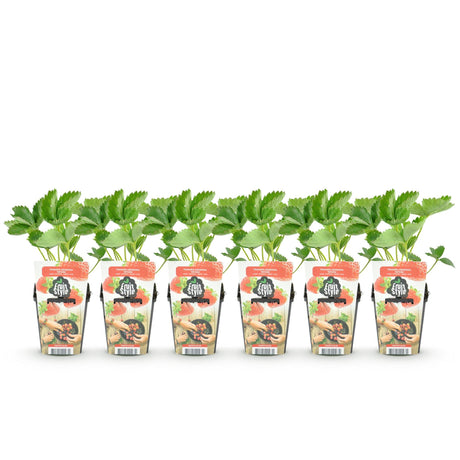 Livraison plante Fraisier Maxim – Lot de 6 – Pot 9 cm