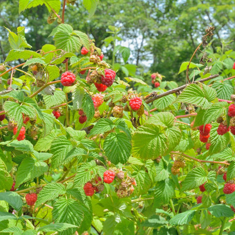 Livraison plante Framboisier Bio