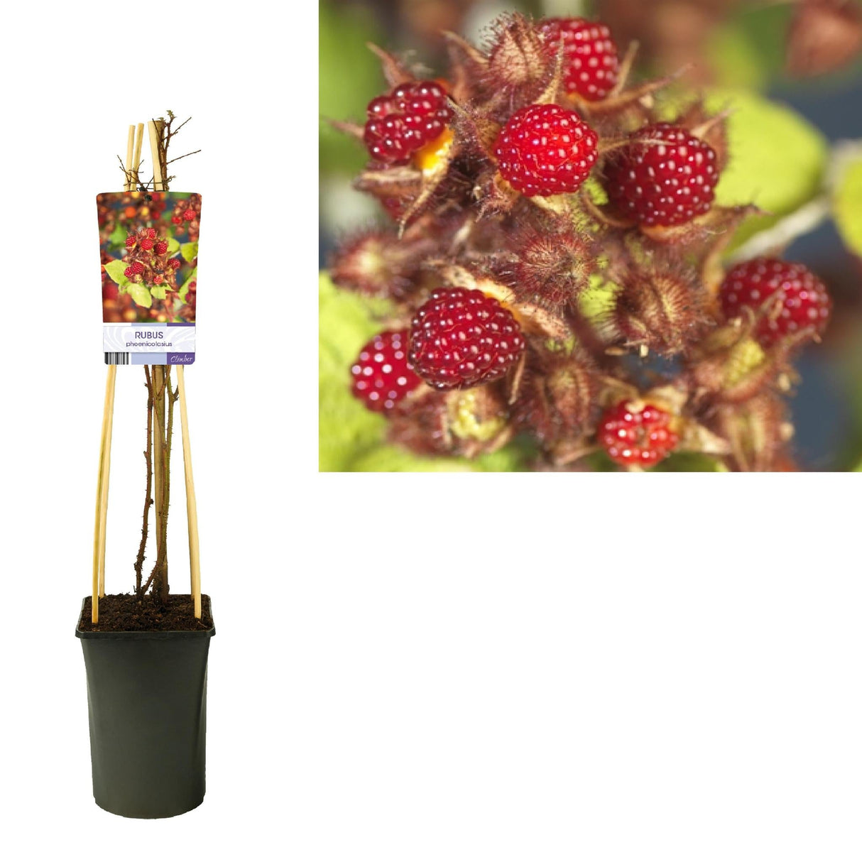 Livraison plante Framboisier du japon rubus d17cm h75cm