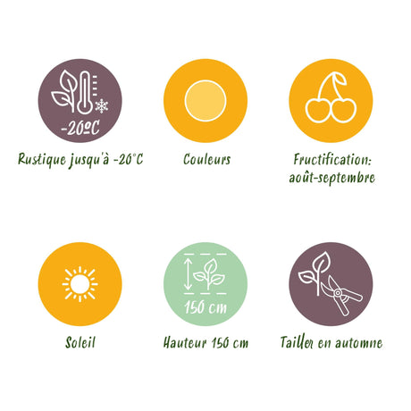 Livraison plante Framboisier Fallgold – Lot de 3 – Pot 9 cm