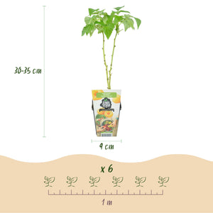 Livraison plante Framboisier Fallgold – Lot de 6 – Pot 9 cm