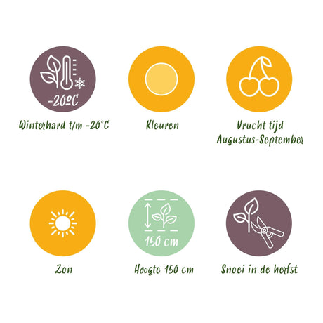 Livraison plante Framboisier Fallgold – Lot de 6 – Pot 9 cm