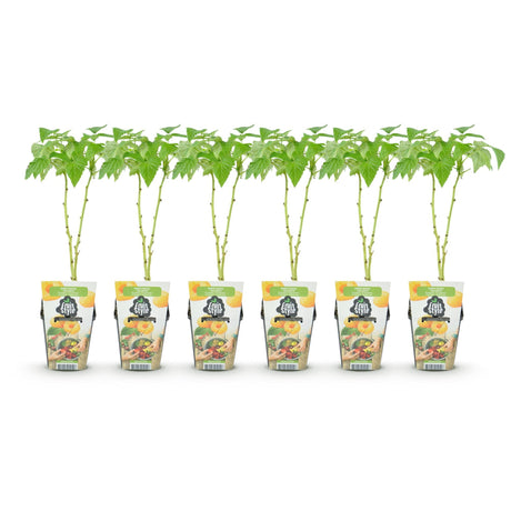 Livraison plante Framboisier Fallgold – Lot de 6 – Pot 9 cm