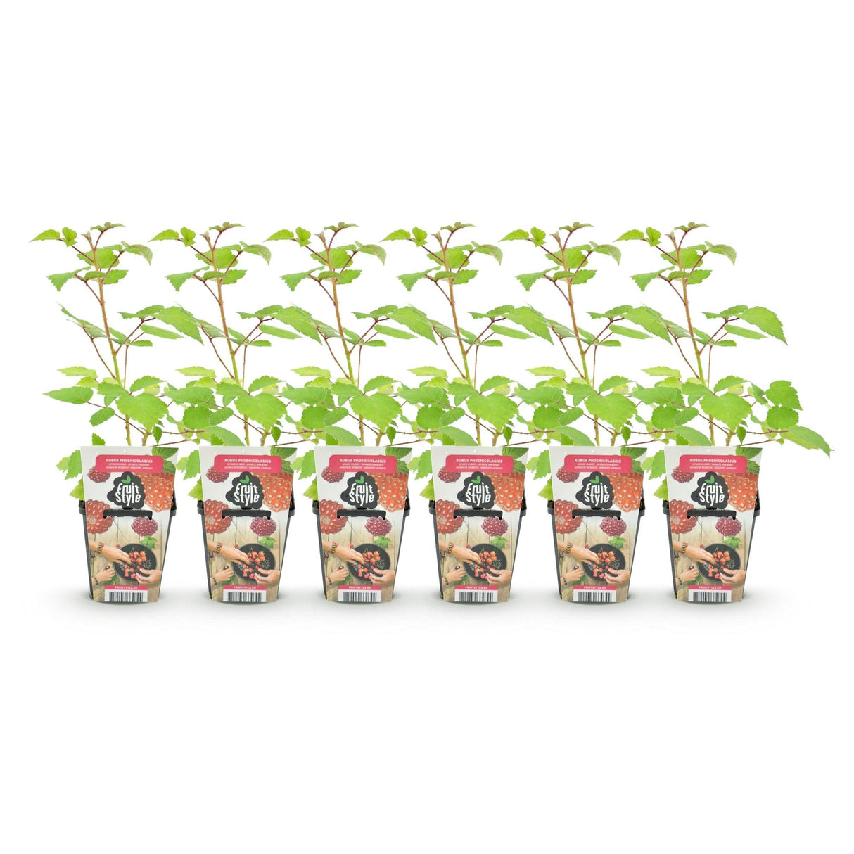 Livraison plante Framboisier japonais – Lot de 6 – Pot 9 cm
