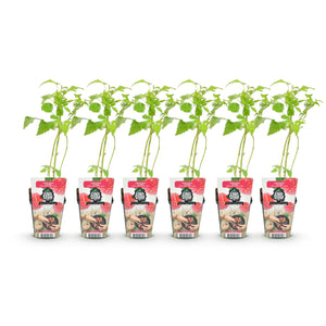 Livraison plante Framboisier Ottawa – Lot de 6 – Pot 9 cm