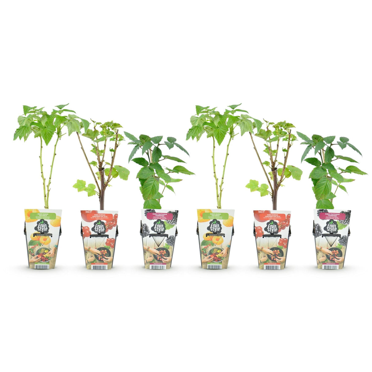 Livraison plante Fruitier tricolore – Lot de 6 – Pot 9 cm